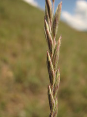 Elymus lanceolatus