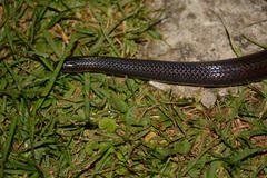 Adelphicos nigrilatum