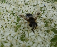 Eristalis obscura