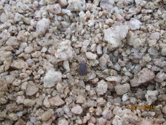 Hyalomma