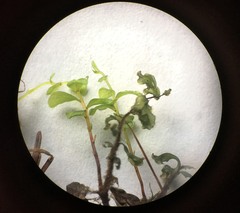 Rhizomnium pseudopunctatum