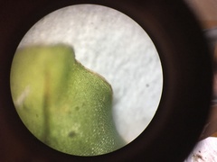 Rhizomnium pseudopunctatum