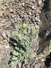 Anisocarpus scabridus