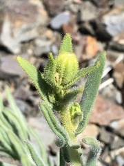 Anisocarpus scabridus