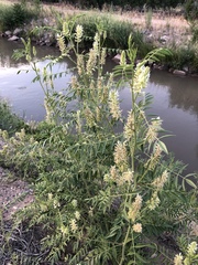 Glycyrrhiza lepidota