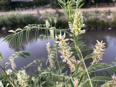 Glycyrrhiza lepidota