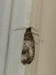 Notocelia rosaecolana