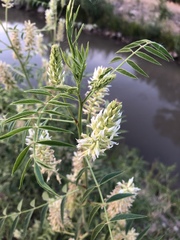 Glycyrrhiza lepidota