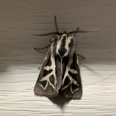 Apantesis williamsii