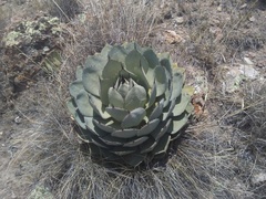 Agave parryi truncata