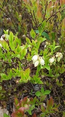 Vaccinium angustifolium image