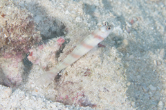 Amblyeleotris steinitzi