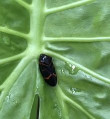 Okiscarta uchidae