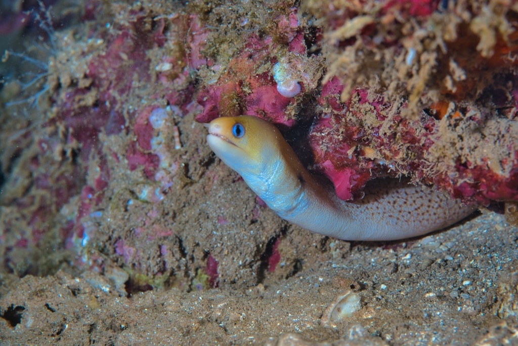 Dirty Yellow Moray