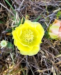 Opuntia sanguinocula