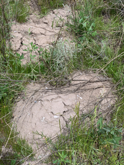 Thomomys talpoides