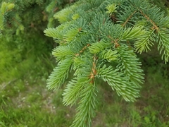 Picea glauca densata