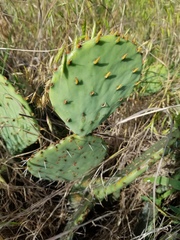 Opuntia sanguinocula
