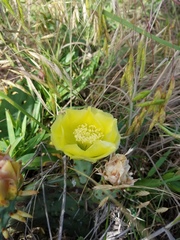 Opuntia sanguinocula