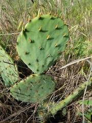 Opuntia sanguinocula