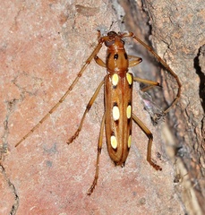 Eburodacrys triocellata