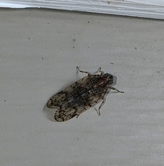 Melanoliarus placitus