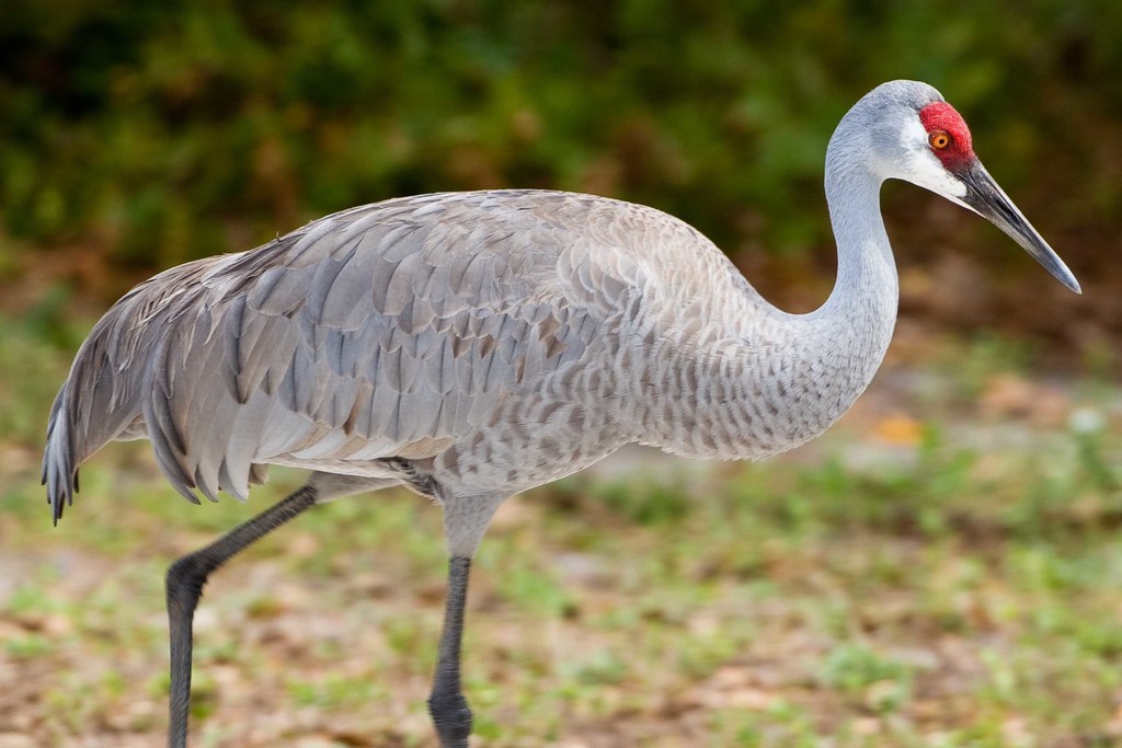 Sandhill Crane Sandhill Crane
