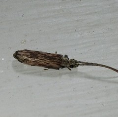 Tenomerga cinerea