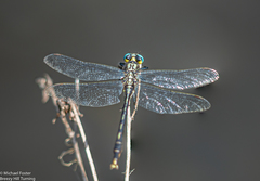 Arigomphus