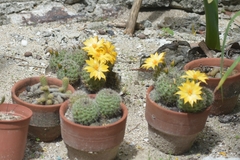 Mammillaria beneckei