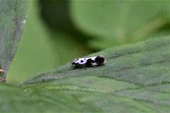 Ethmia quadrillella