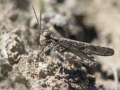 Trimerotropis species-a