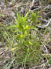 Orthocarpus barbatus