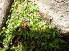 Dasymutilla quadriguttata