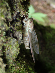 Neocicada hieroglyphica