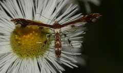 Geina tenuidactylus