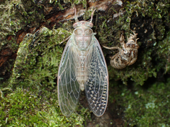 Neocicada hieroglyphica