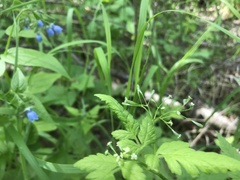 Osmorhiza depauperata