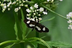 Anania luctualis