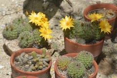 Mammillaria beneckei