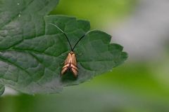 Nemophora degeerella