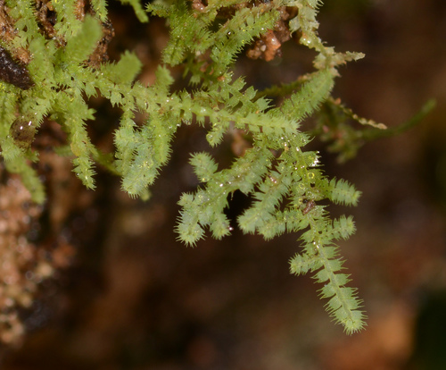 Ceramanus