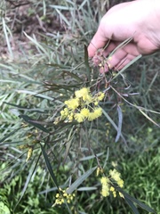 Acacia iteaphylla