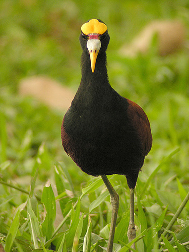 Northern Jacana