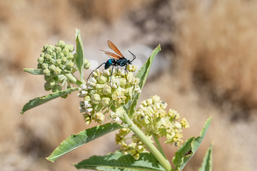asclepias erosa