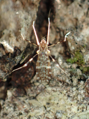 Erioptera caliptera