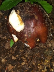 Russula vinacea