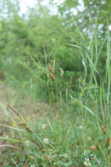 Carex flacca serrulata