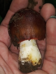 Russula vinacea
