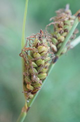 Carex flacca serrulata
